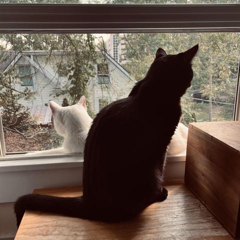 a black cat and a white cat lounging together & looking out a window