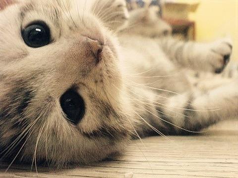 A close-up of a playful kitten lying on its back on a wooden floor. The kitten has a soft, fluffy coat with subtle stripes and large, expressive eyes. Its paws are slightly raised, adding to its playful demeanor. The background is softly blurred, focusing attention on the kitten's face.