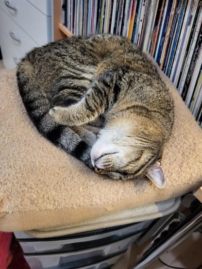 Tigerkatze Lissy liegt seitwärts auf ihrem Kissen und schläft.