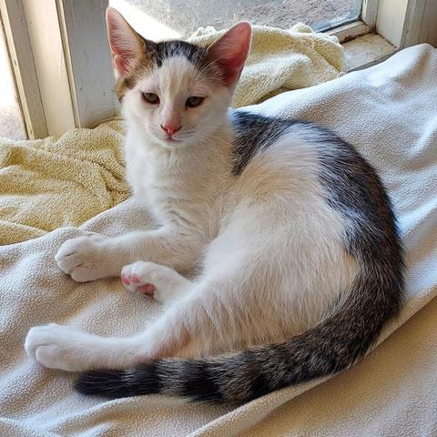 A large tabby and white kittens with a very pink nose (like his big sister) looks blearily at the camera and wonders why he's being bothered.