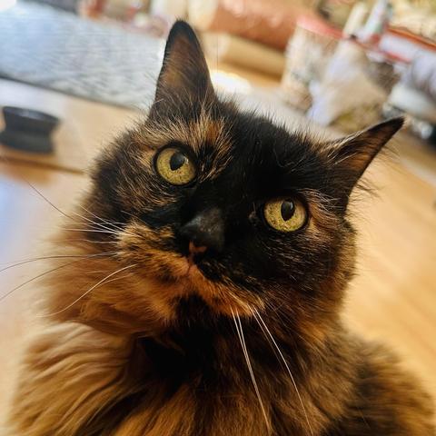 A beautiful super senior tortoiseshell long haired cat