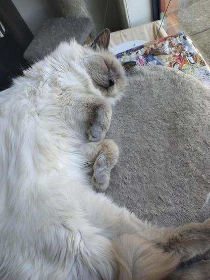 A fluffy cat sleeping on his side. He has is front paws tucked under his chin. His feet and face are a darker grey, compared to the white fur on the rest of his body