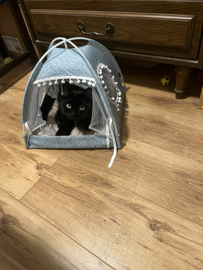 Black cat in tent bed