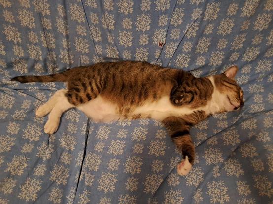 Un gatto soriano spalmato di fianco sul divano, le zampe abbandonate ed il muso dormiente.