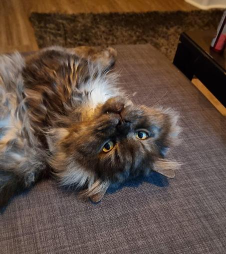 A fluffy gray and white cat with bright eyes is lying on its back on a gray surface. The cat is looking directly at the camera with its head upside down. The background features a blurred view of a carpeted floor and part of a wooden table.