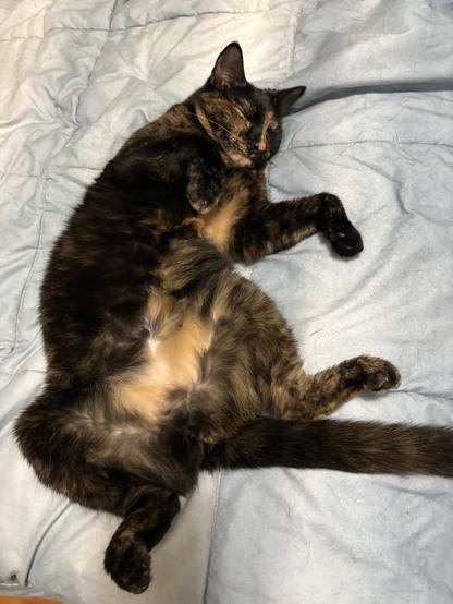 A tortie cat rolled onto her back on a bed, looking very comfy with her eyes closed.