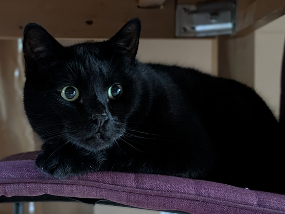 A black cat hiding on the dinner table chair, with enlarged pupils looking curiously towards the sounds that the other cat is making