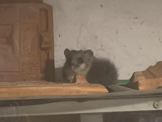 Dormouse , close up