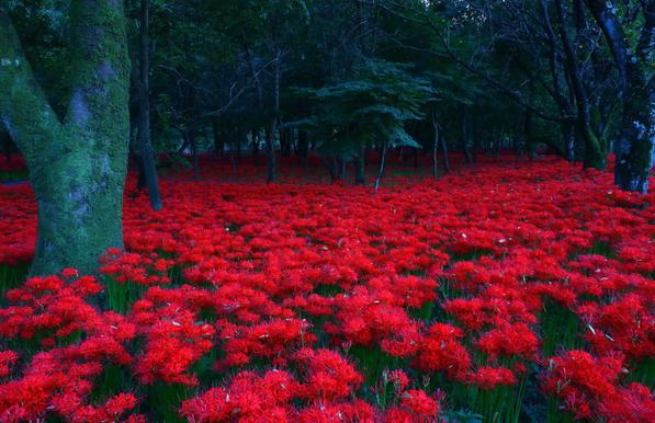 An otherworldly carpet of red spider lilies carpet a forest floor.