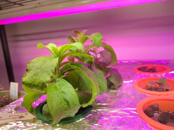 Three stevia plants growing indoors, under a grow light, each in a net cup.