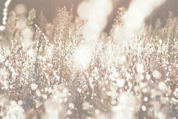 Withering, dry, grassy plants on a meadow, brightly reflecting sunlight from last moments of direct sunlight on autumn equinox evening. Photo was developed to monochrome colouring, and in the foreground there is significant lense flare.