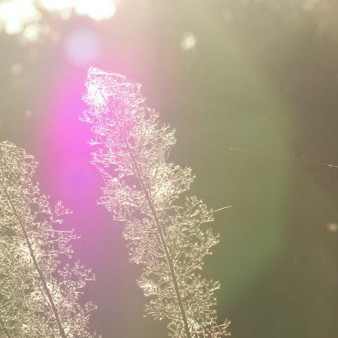 Horseweed (Erigeron canadensis) in backlight with lense flare.