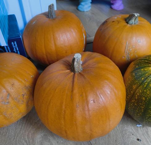 Five pumpkins, sitting on the floor. Four are ripe and orange, but one is not ready yet and has some green skin.