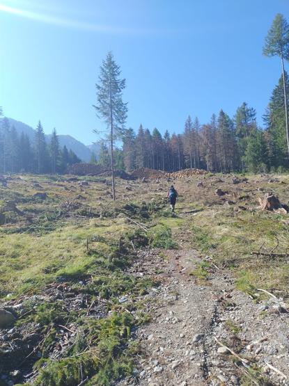 In this picture many cut down trees and stumps in the woods can be seen. I walk with trekking poles on a badly visible hiking path through the wide and open area. Some trees at the edge of the area are also infested by bark beetles. The sky is clear blue. It's a hot day.