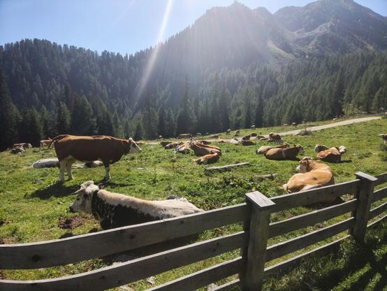 Uncounted cows chill on a meadow in front of dark trees.