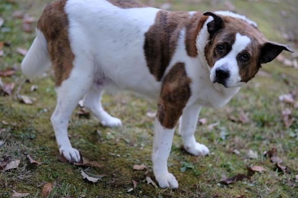 A landscape view of a white and brown dog standing in his yard, craning his head toward the left side of the screen