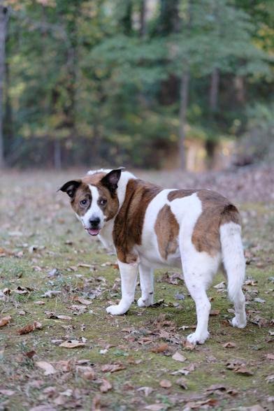 A white and brown dog standing in his yard looking back with his pink tongue visible