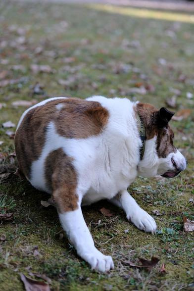 A white and brown dog lying in his yard scratching his head with his rear paw