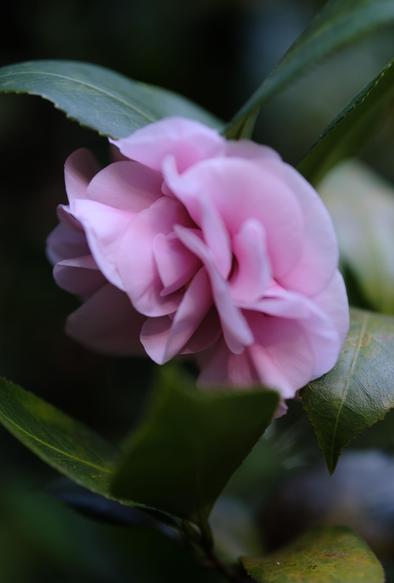 An off-season pink sasanqua blossom