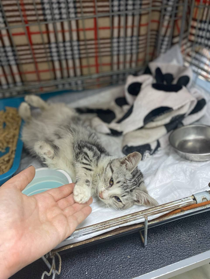 Tina while at the vet under special care and attention Tina while at the vet under special care and attention