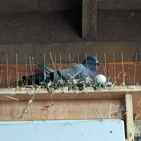 A pigeon nesting on anti-pigeon spikes.