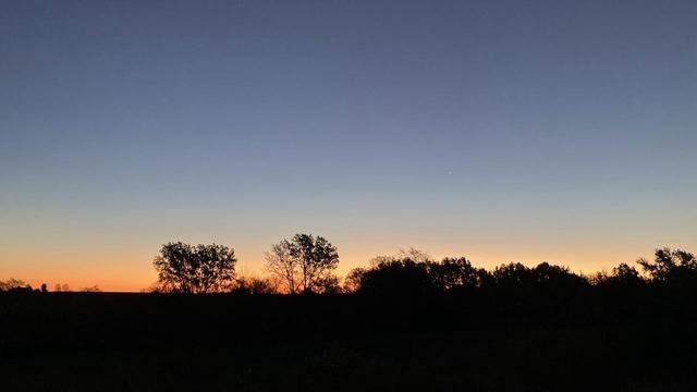 30 minutes before sunrise.  A strip of orange light along the eastern horizon behind trees, including two cottonwoods, in silhouette.   Above, cloudless blue-gray skies.