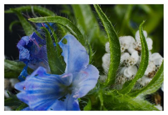Macro photos of blue flowers.