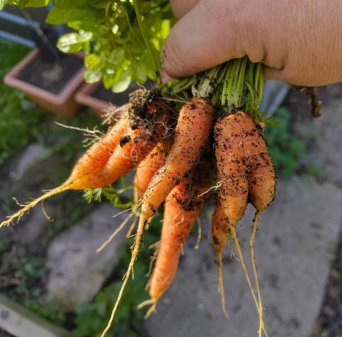 A bunch of fresh carrots, freshly pulled.