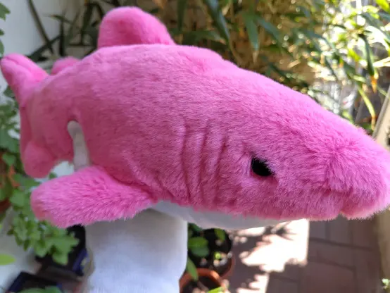 A slightly grumpy looking pink shark. The fur above the eyes was comb down a bit giving it a vicious look.