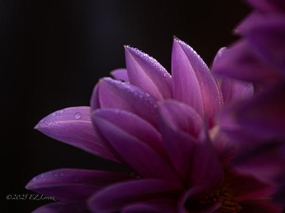 Found this beautiful purple dahlia on my morning walk today, the petals delicately covered with glistening dew drops. The partially illuminated petals against a dark background highlighted their intricate details and elegance from a unique perspective.