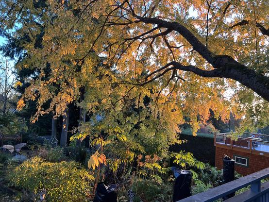 Evening light illuminates the gold foliage of a huge silver maple tree branch stretched out across a green. Flower beds visible beneath S well as neighbors houses and some conifers  beyond