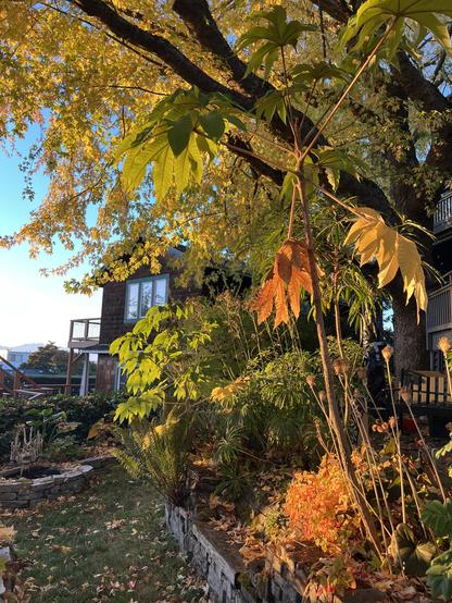 Evening light on a tall tropical looking  Tetrapanax papyrifer plant whose leaves are turning gold and orange, beneath the same silver maple also now with gold foliage. Fallen leaves in the grassy path and raised beds beneath