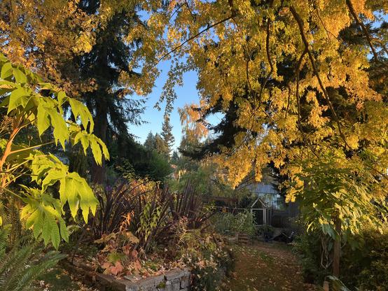Golden light floods the overhead foliage of the same trees from another angle while catching lily plants, tall grassy plants  called Phormium,  and some others in a raised beds fallen yellow leaves over everything