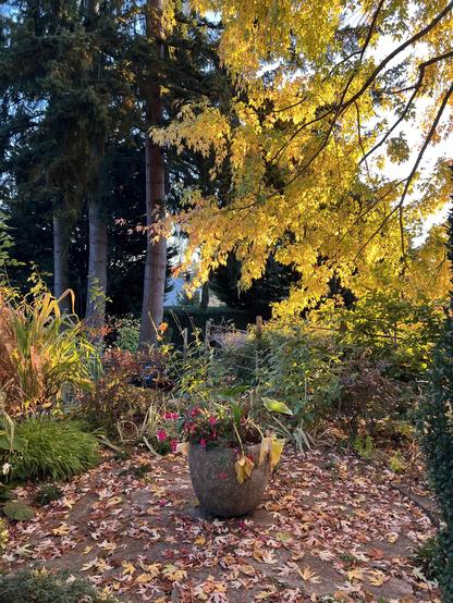 Circular flagstone patio surrounded by a perennial bed filled with lilies and Hakonechloa grass and tall ferns and Japanese holly. In the center is a large pit filled with a fading large leafed calla lily now collapsing and a Fuchsia with bright pink blooms. The flagstones are covered with yellow and red leaves.