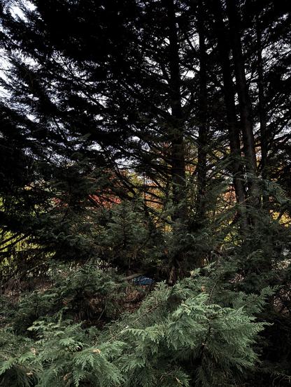 A cluster of tall evergreen trees with dense, dark green foliage, with hints of autumn colors like orange and yellow peeking through in the background.