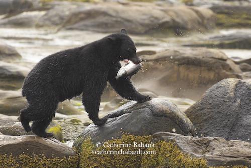 Black bear walking on boulders with a salmon in its mouth.