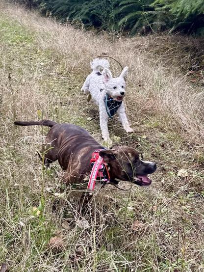 Two small dogs with very happy faces race at top speed along a grassy trail.