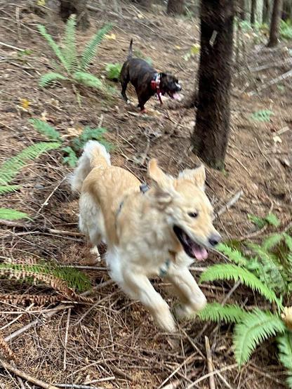 Two smiling dogs fly down a hillside in the woods.