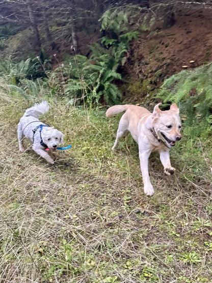 Two happy dogs chase along a grassy trail by a fern covered hill.