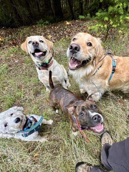 Four dogs with huge smiles sit together on the trail and pose for treats.
