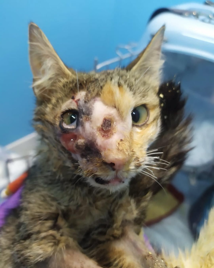 Frosia at the vet for consultation Frosia at the vet for consultation