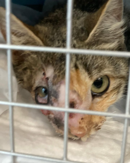 Frosia in a cage Frosia in a cage