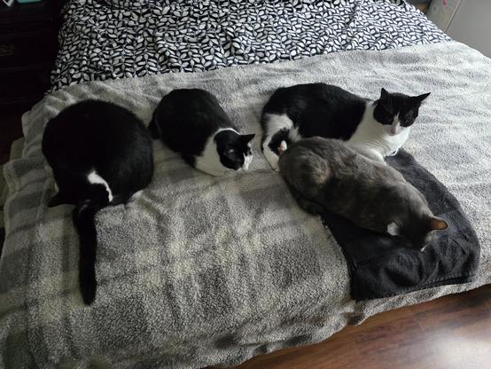 Four cats laying at the end of a bed. Three are tuxedo cats and one a gray diluted tortie. They're all on a big blanket and two are on a black towel.