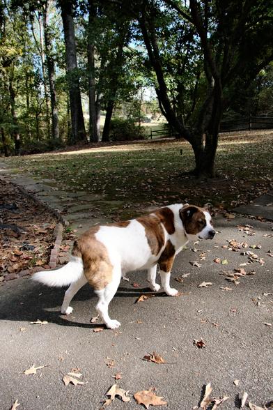 A white and brown dog standing in the driveway at home with scattered fallen leaves around him. Before blowing the leaves.