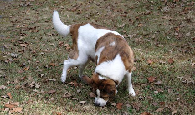 A white and brown dog in his yard, twisting his head sniffing the ground. Fallen leaves around him.