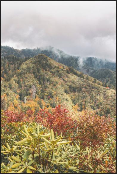 A misty mountain scene in the Great Smoky Mountains National Park during autumn. Red and green foliage fills the foreground, with tree-covered hills fading into fog and clouds above. The photo feels peaceful, though the area was actually crowded with tourists. A misty mountain scene in the Great Smoky Mountains National Park during autumn. Red and green foliage fills the foreground, with tree-covered hills fading into fog and clouds above. The photo feels peaceful, though the area was actually crowded with tourists.