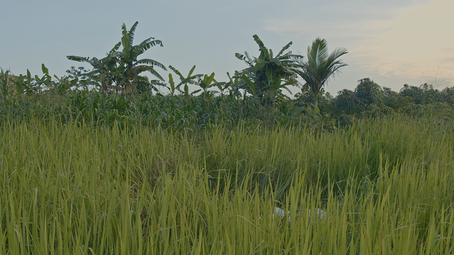 A still from my most recent film, The Night Dancer. There's tall grass in the foreground, three banana plants in the mid ground, and in the background a mostly clear sky with hints of the evening.