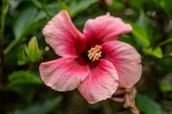 The image features a close-up view of a vibrant pink hibiscus flower. The flower displays five large, delicate petals with a gradient of pink shades, becoming darker towards the center. At the flower's center, a prominent stamen stands out, topped with bright yellow pollen and small red tips. The background is filled with lush green leaves, slightly blurred.