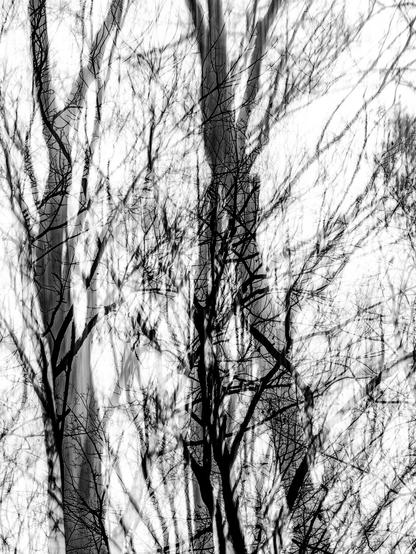 A black and white image of trees and branches mixed together with different exposures giving an dream like feel to the image