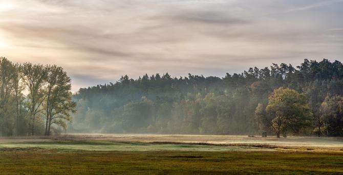Die Szene zeigt eine weite, offene Auenlandschaft oder Lichtung, die von einem dichten Wald im Hintergrund begrenzt wird. Im Vordergrund erstreckt sich eine feuchte, grün-bräunliche Wiese oder ein Feld.
Die Lichtstimmung ist nebelig und atmosphärisch, typisch für einen frühen Morgen im Herbst.
Licht: Das Licht fällt von links oben als sanftes, leicht verdecktes Morgen- oder Gegenlicht. Die Sonne scheint gerade durch die Wolken oder den Dunst, was zu einem weichen, goldenen Schein am linken Bildrand führt.
Stimmung: Die Stimmung ist ruhig, friedlich und etwas melancholisch. Der Bodennebel oder Dunst liegt über der Wiese und dem unteren Waldrand und sorgt für eine mystische, diffuse Atmosphäre. Die Farben sind gedämpft, aber die Herbsttöne des Waldes sind erkennbar.
Zusammenfassend: Es ist eine stimmungsvolle Aufnahme einer nebelverhangenen Wald- und Wiesenlandschaft im sanften Gegenlicht des frühen Morgens.